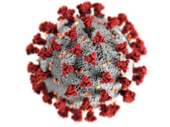 Detailed 3D representation of the coronavirus structure highlighting spike proteins.